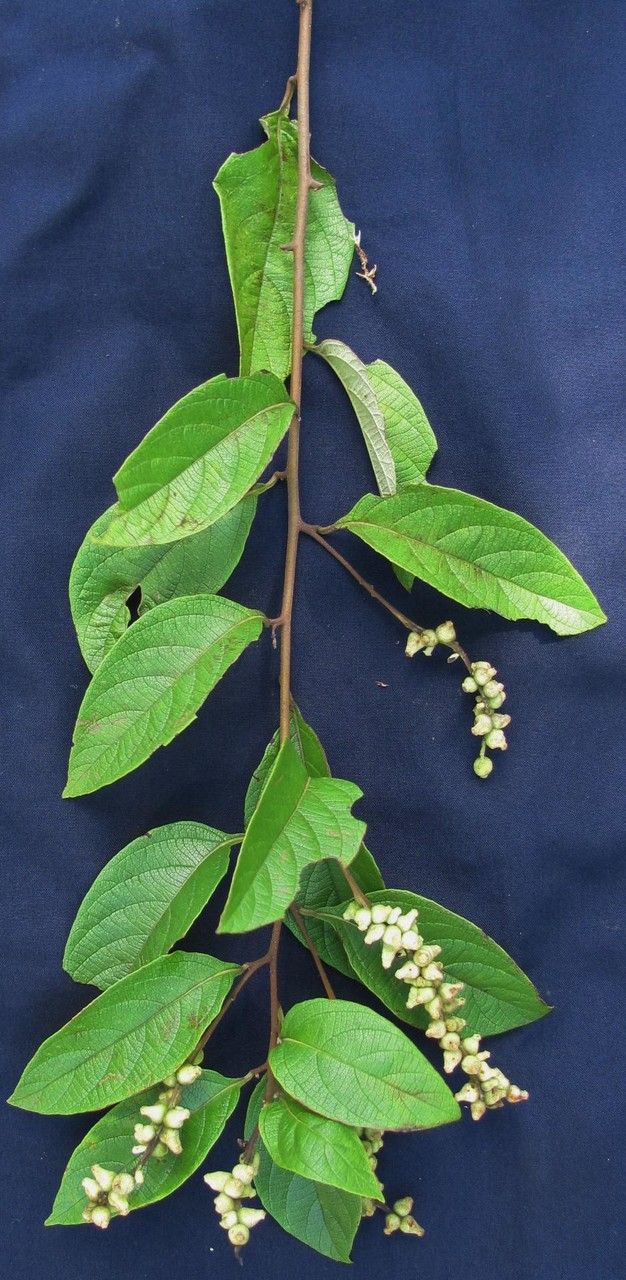 Varronia spinescens other