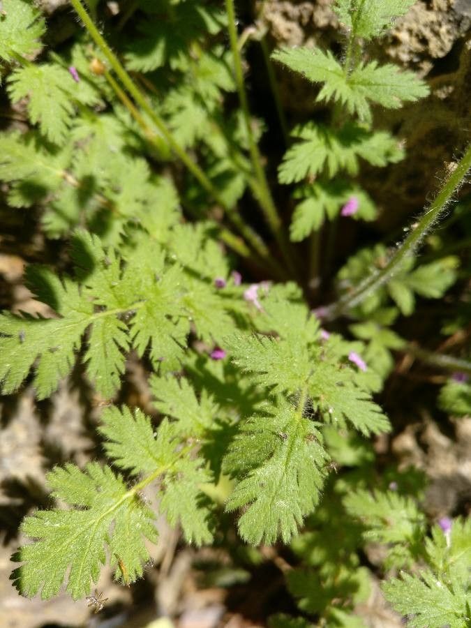 Erodium rupicola — search result for 'Erodium'