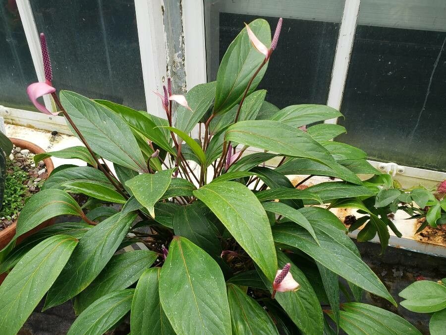Anthurium amnicola habit