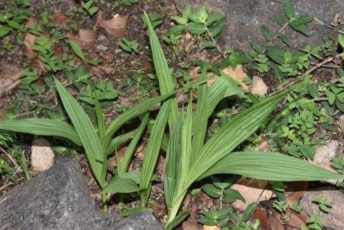 Eulophia plantaginea — houseplant care guide