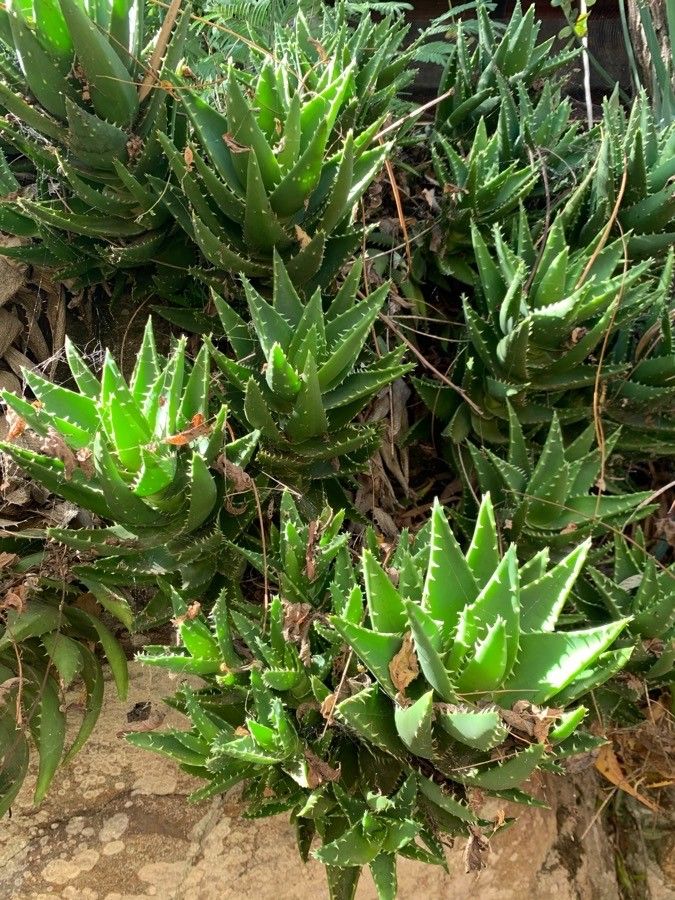 Aloe perfoliata habit