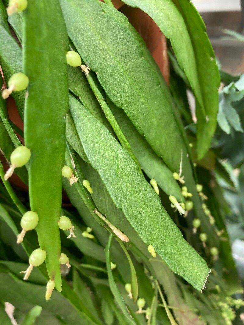Rhipsalis micrantha leaf