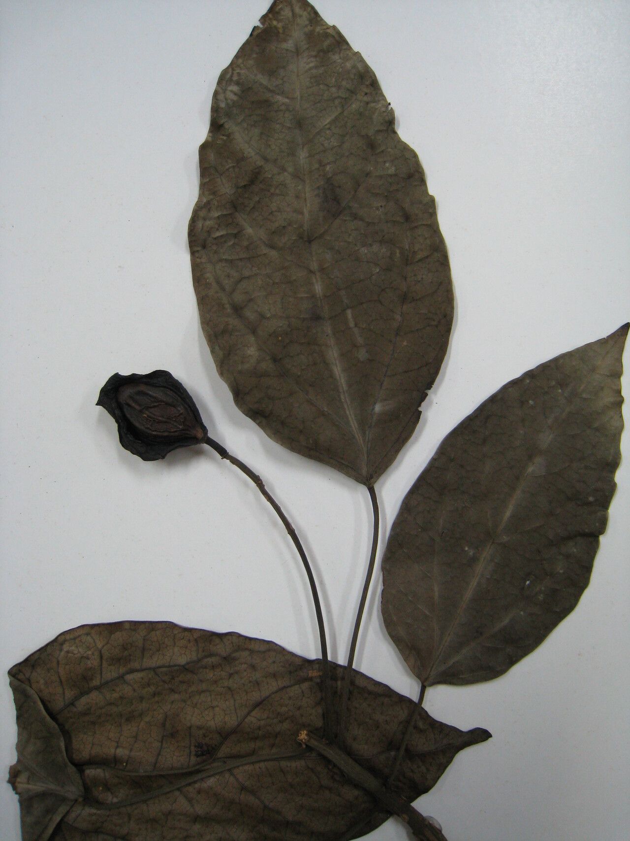 Hernandia guianensis — related species from the same genus