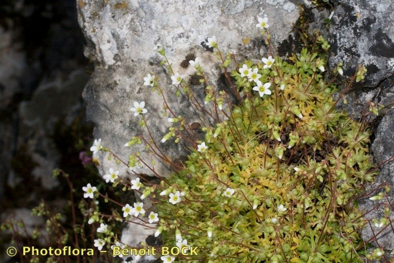 Saxifraga reuteriana bark