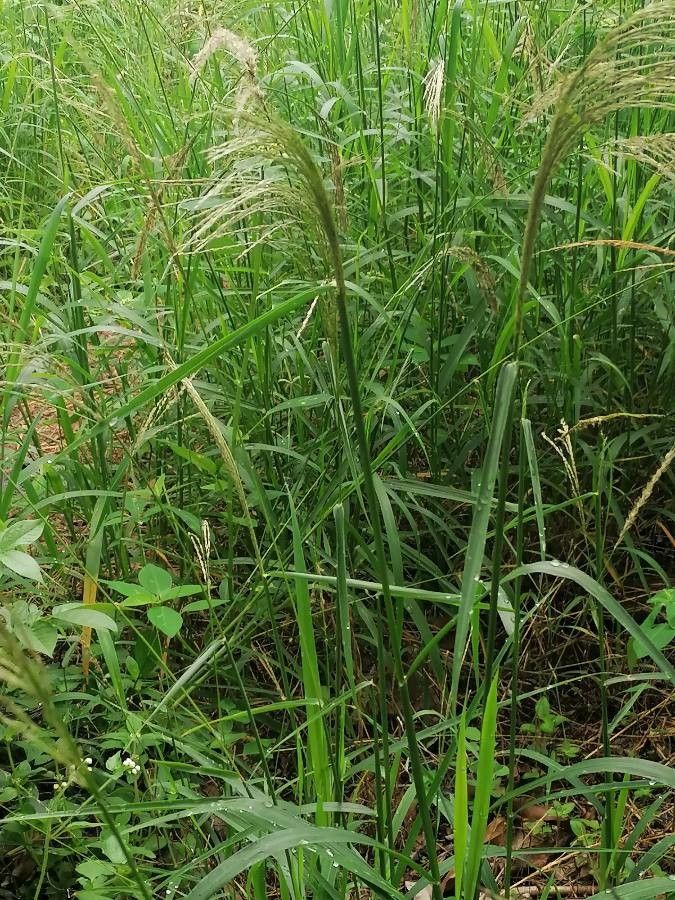 Digitaria insularis leaf