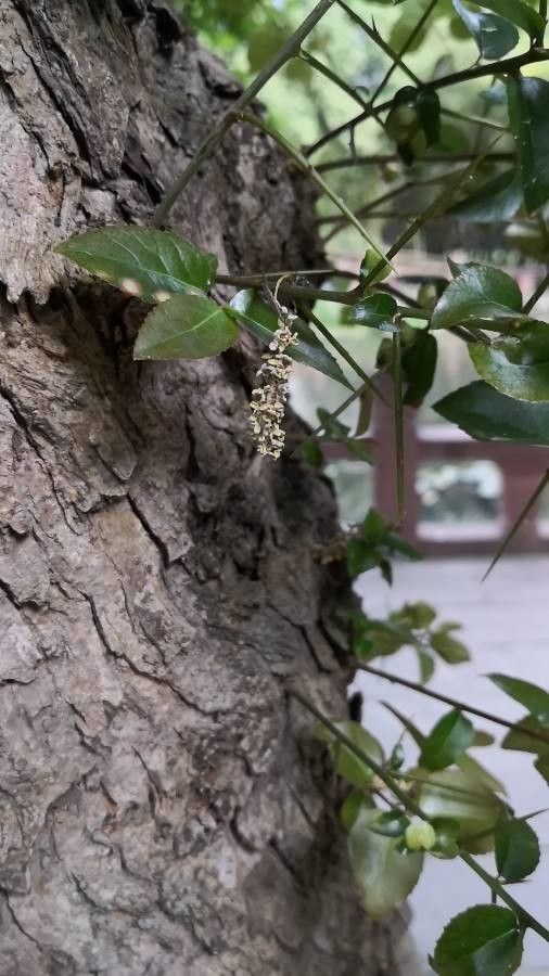 Chukrasia tabularis bark