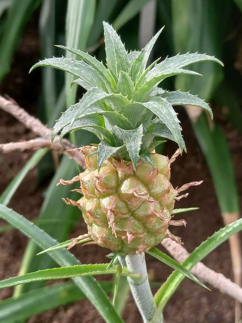 Ananas ananassoides fruit
