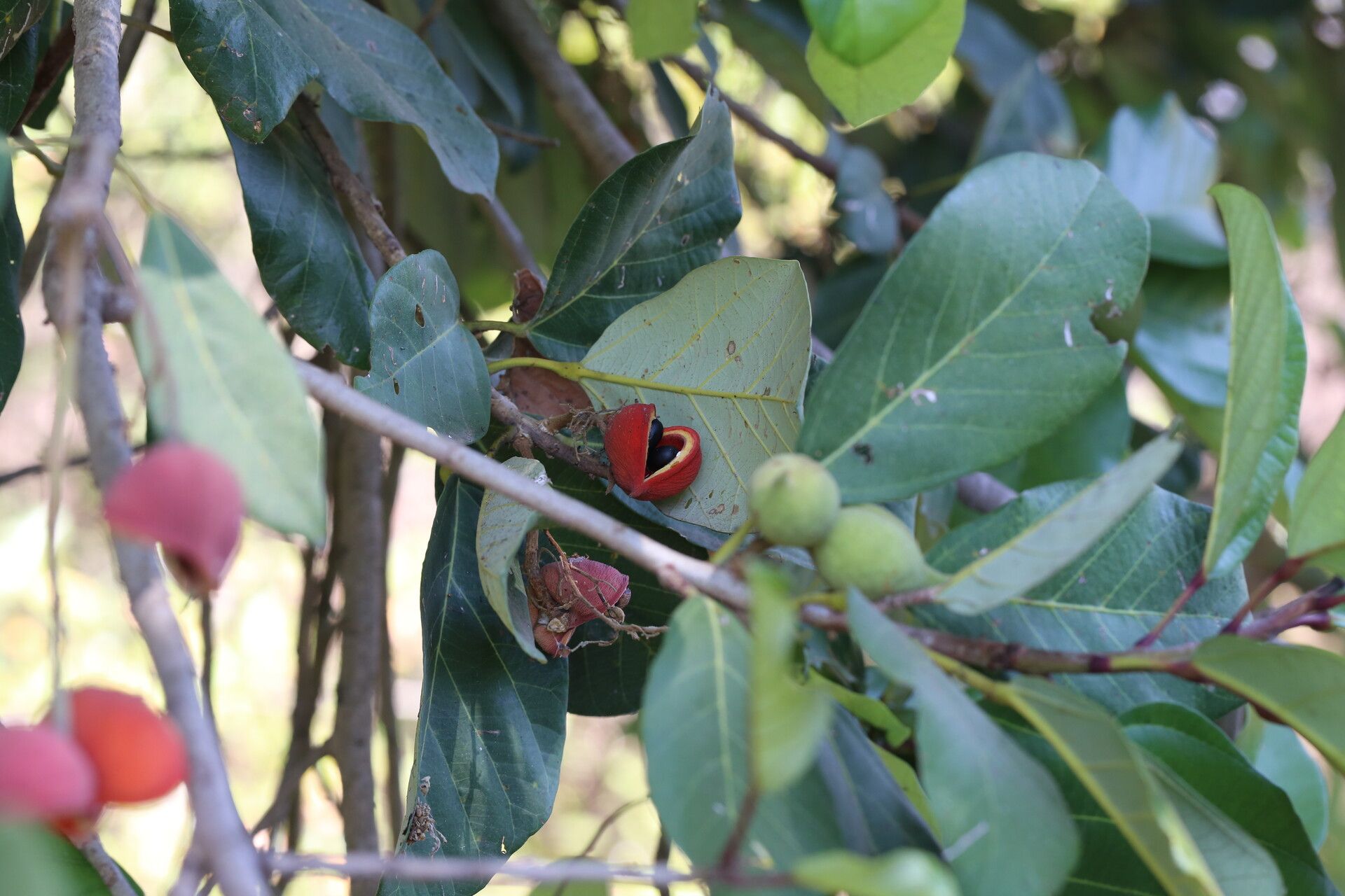 Sterculia subviolacea fruit