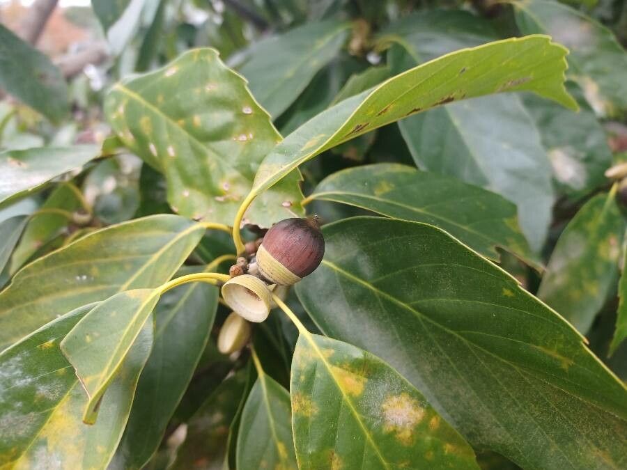 Quercus glauca fruit