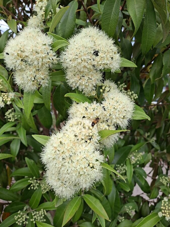 Backhousia citriodora flower