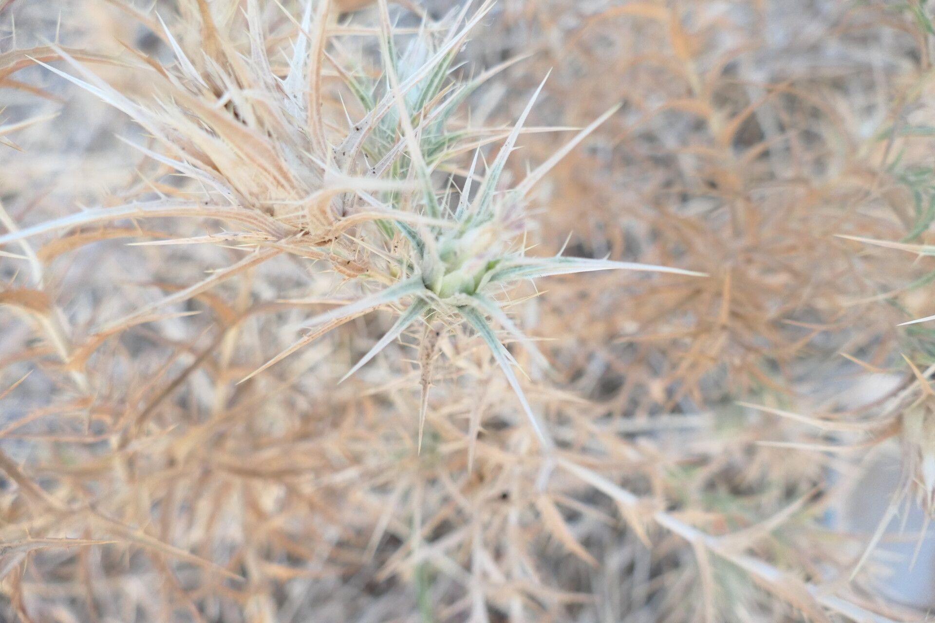 Carlina graeca — search result for 'Carlina'