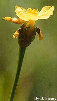 Xyris difformis — search result for 'Belize'