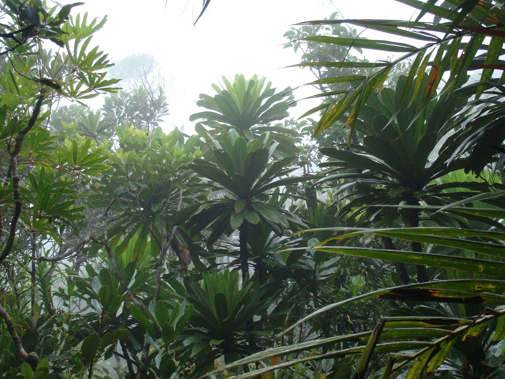 Pycnandra ouaiemensis — houseplant care guide