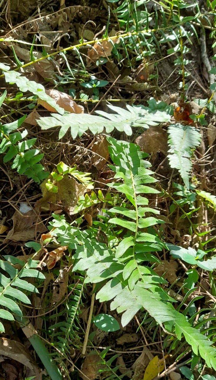 Blechnum australe habit