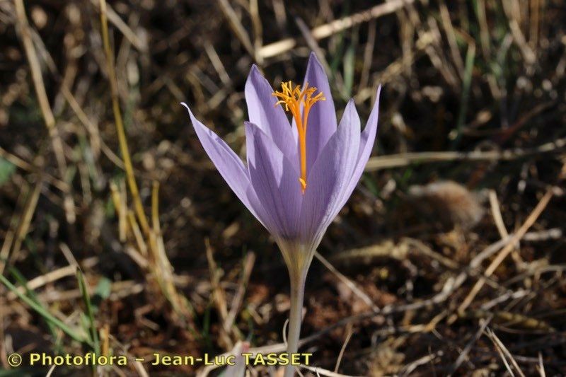Crocus salzmannii — houseplant care guide