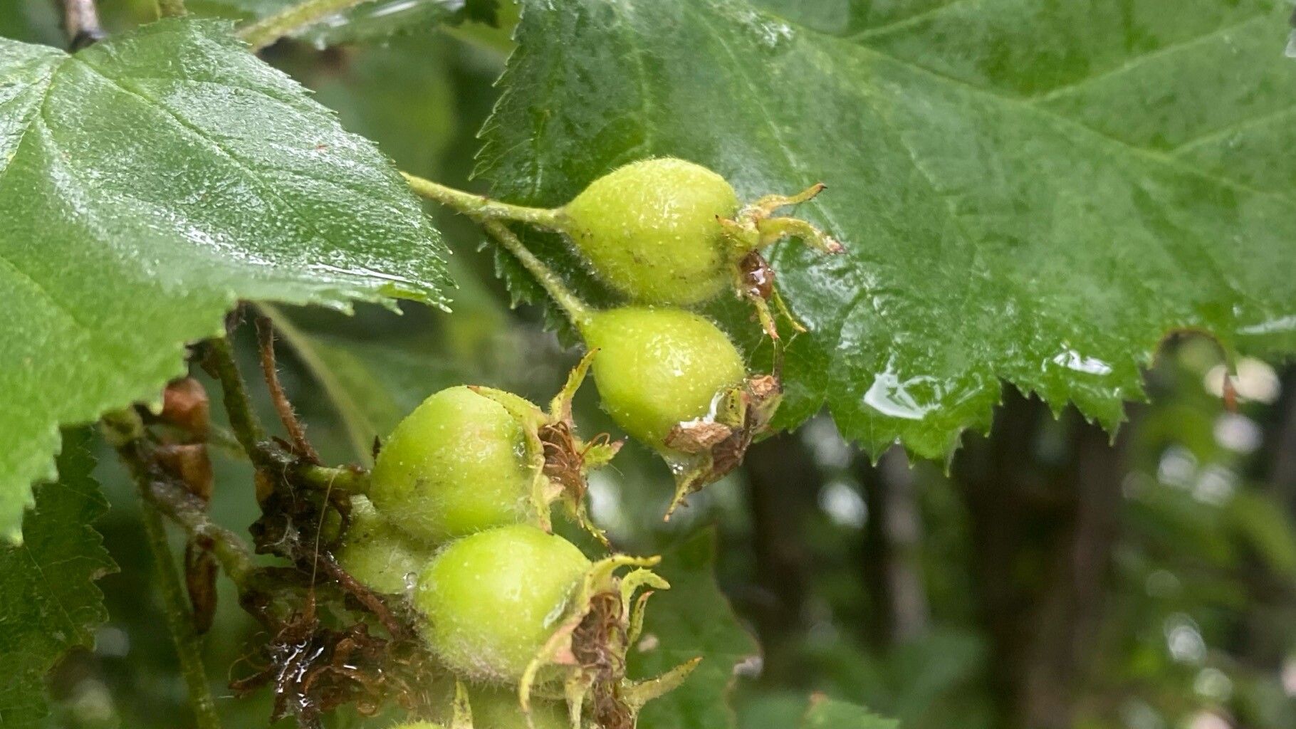 Crataegus submollis fruit