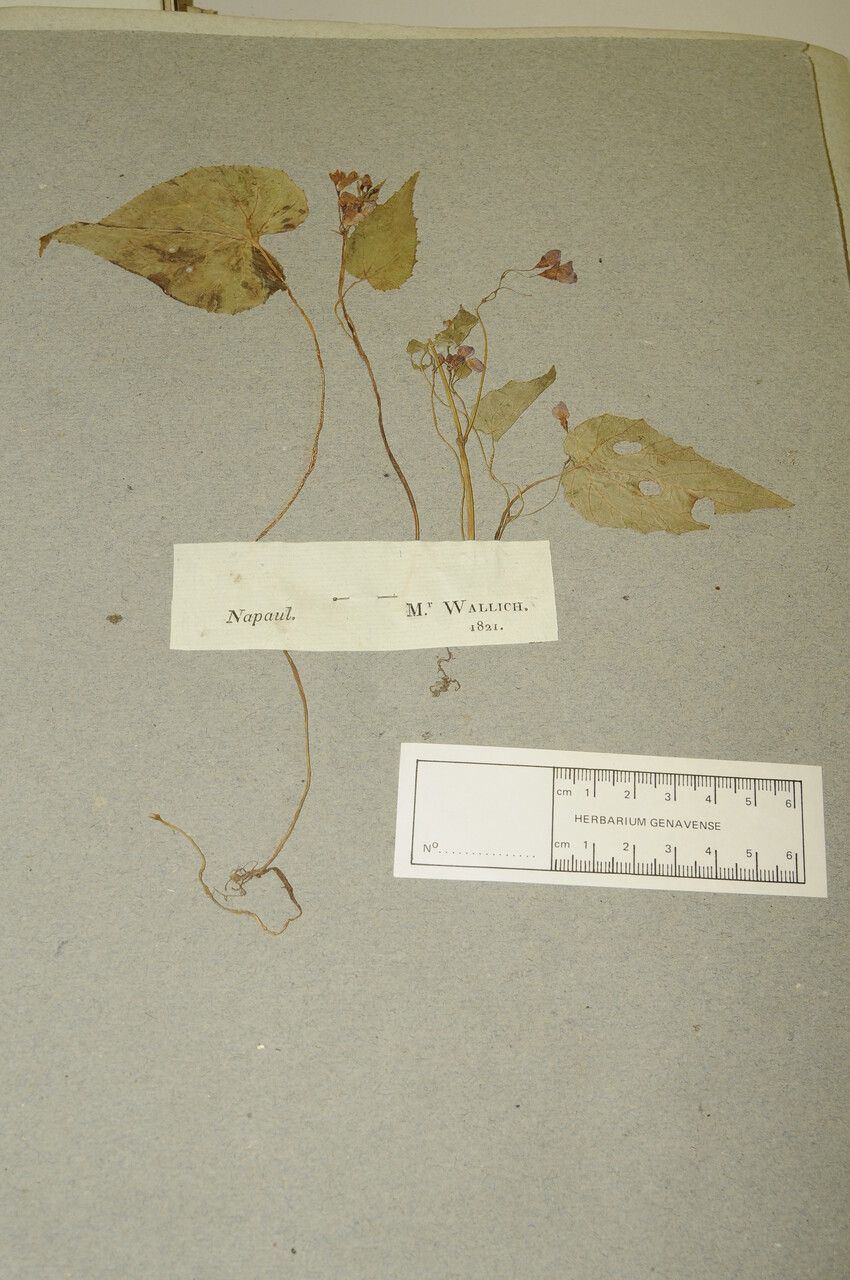 Begonia rubella — houseplant care guide