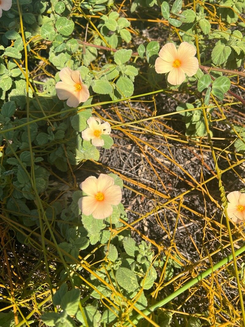 Piriqueta guianensis flower