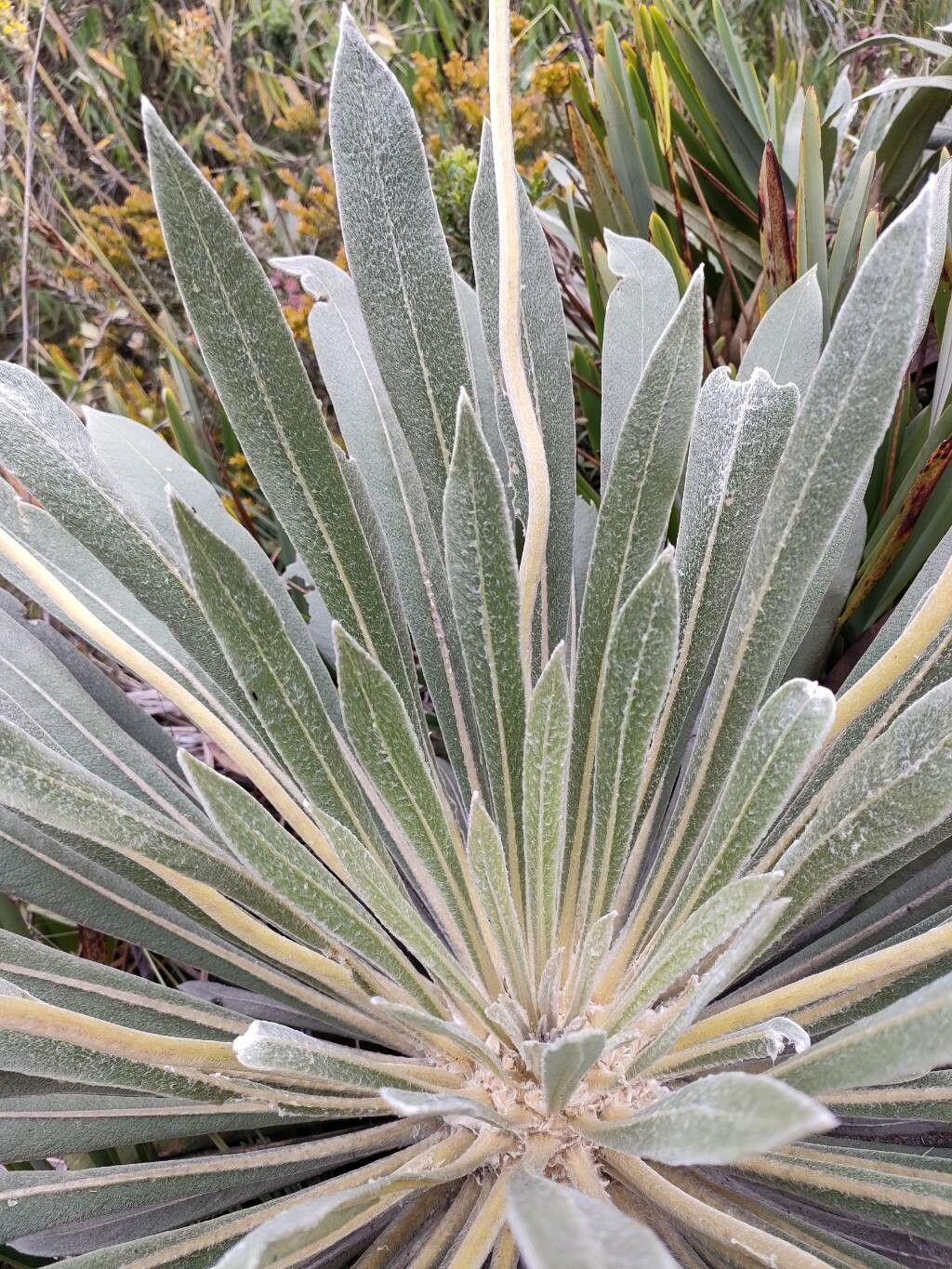 Espeletia grandiflora — houseplant care guide