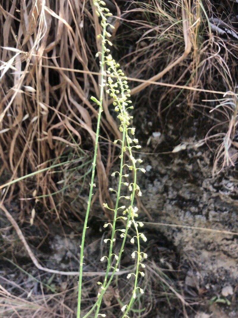 Reseda stricta flower