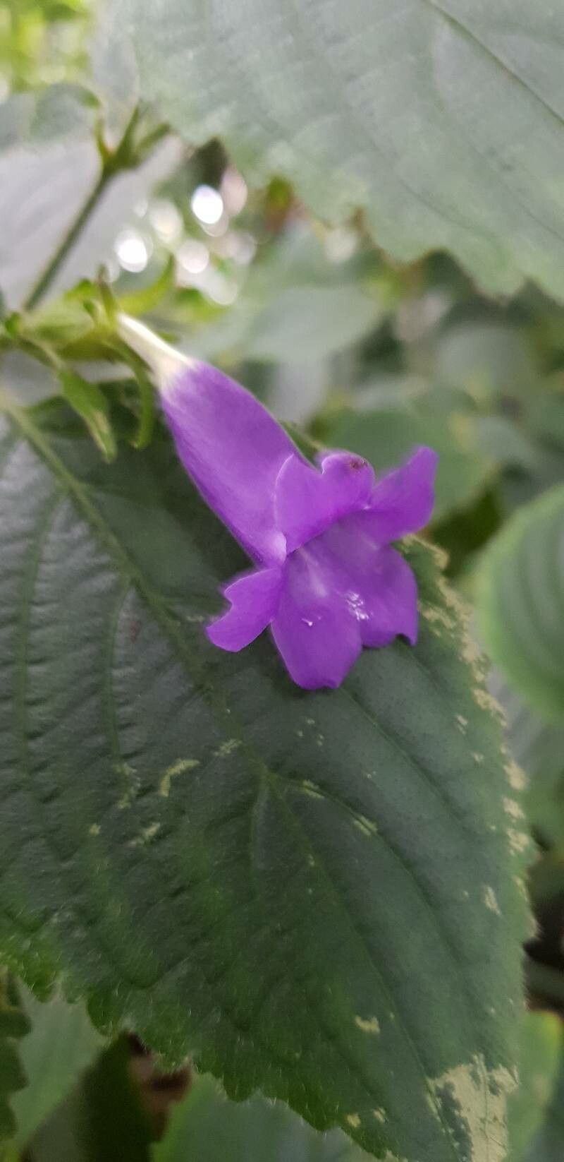 Strobilanthes attenuata flower