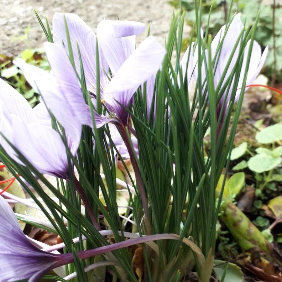Crocus sativus