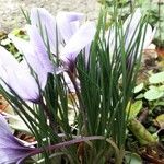 Crocus sativus