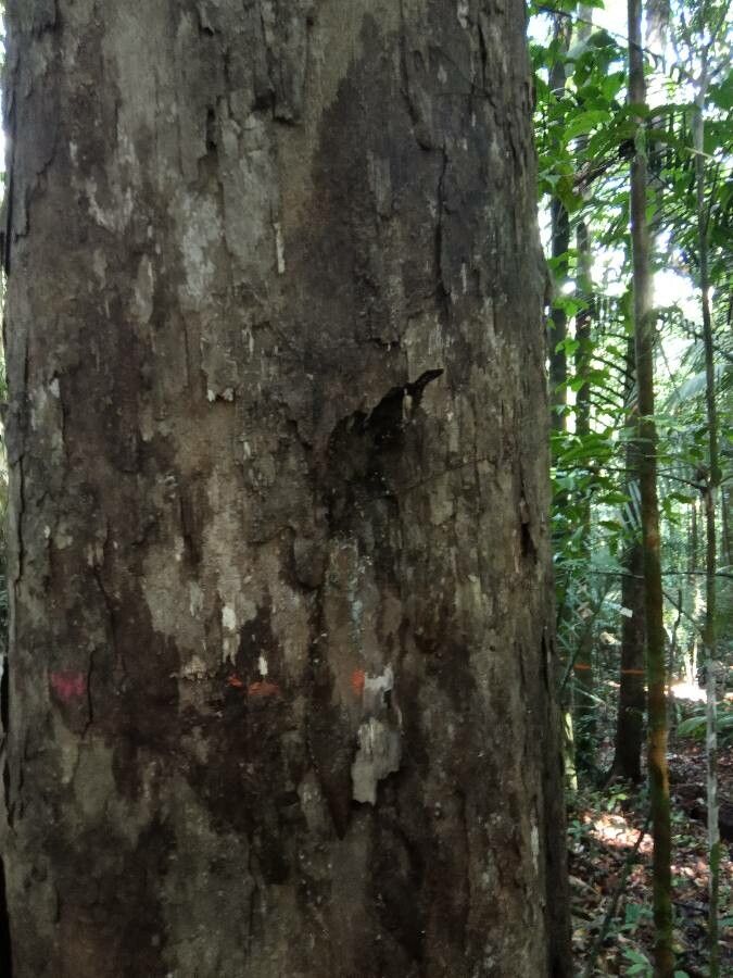 Pouteria eugeniifolia bark