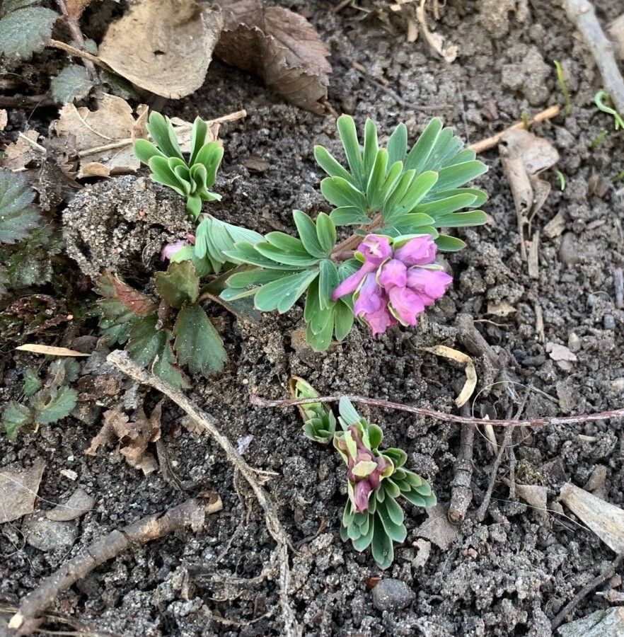 Corydalis intermedia flower