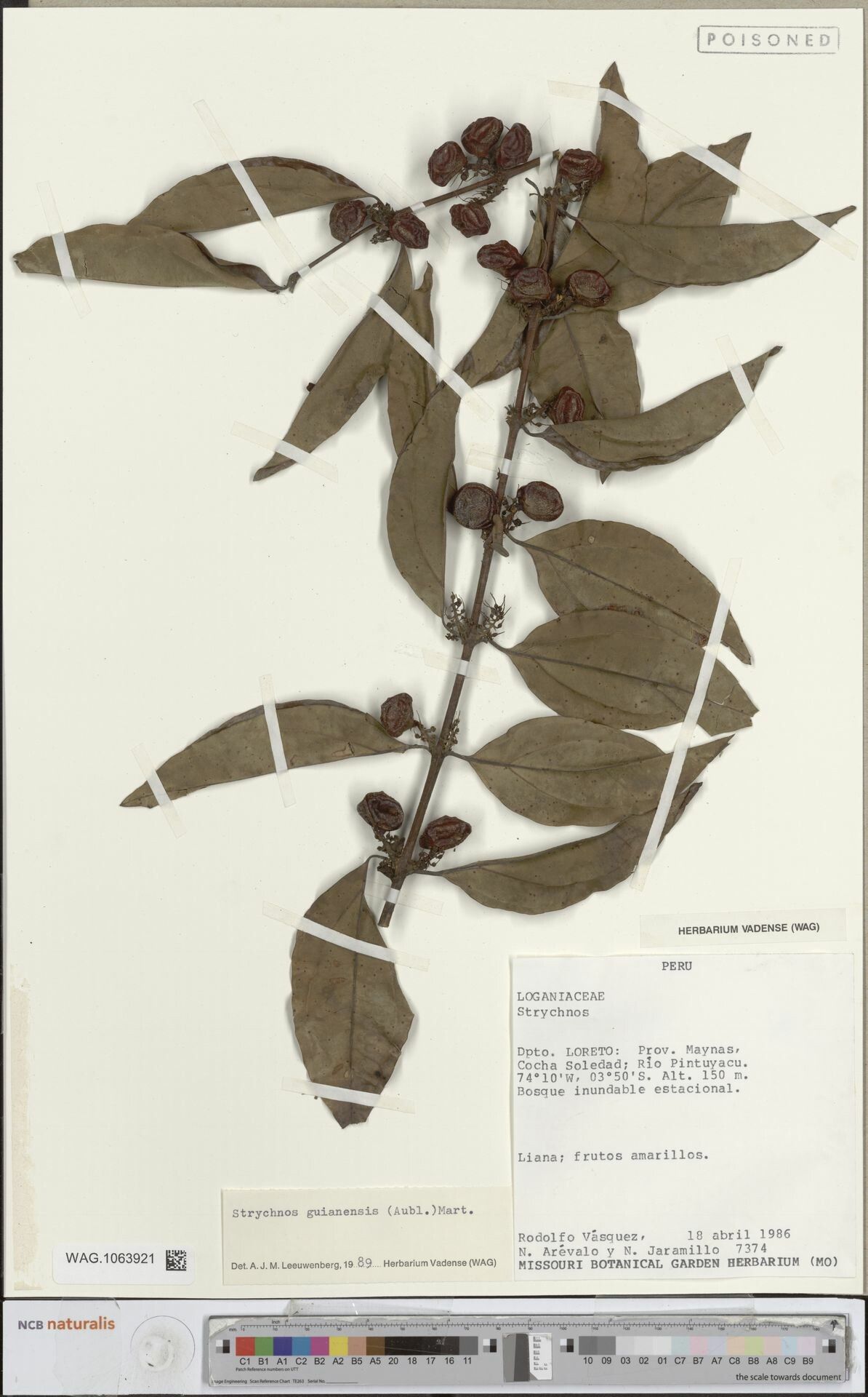 Strychnos guianensis fruit