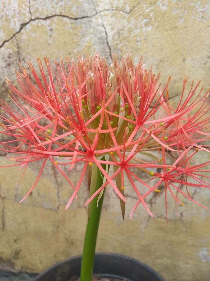 Scadoxus multiflorus flower