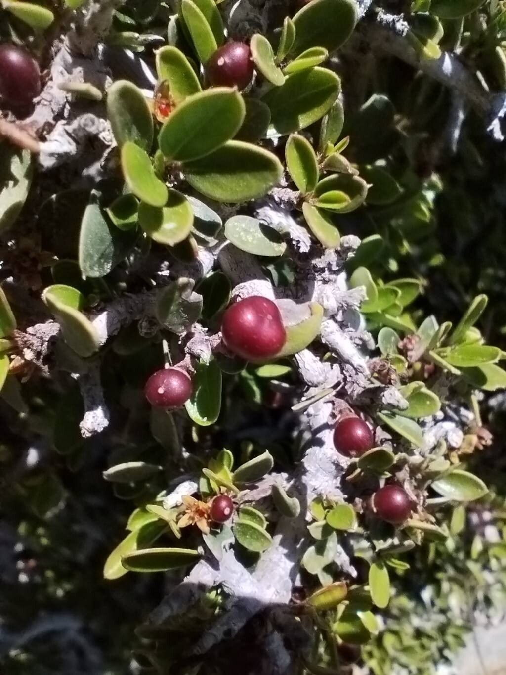 Rhamnus myrtifolia fruit
