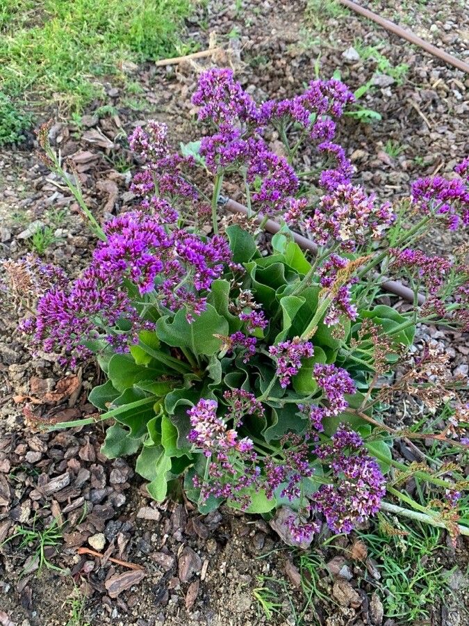 Limonium bourgeaui habit