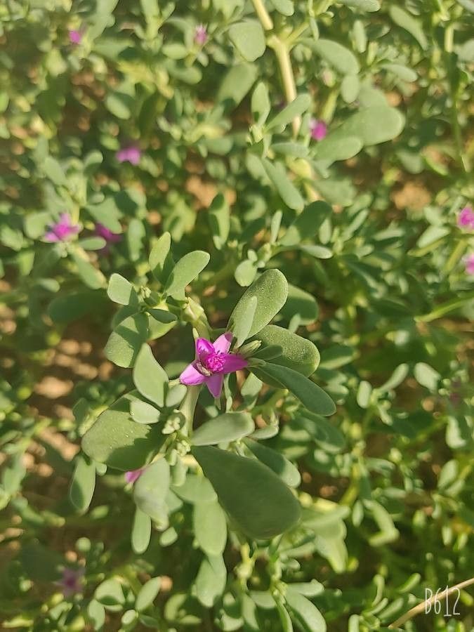 Sesuvium verrucosum flower