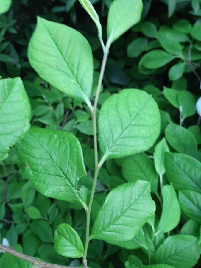 Stewartia malacodendron leaf