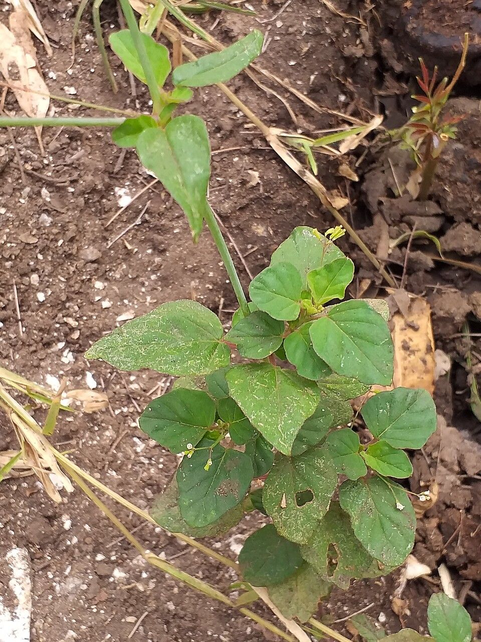 Boerhavia erecta leaf