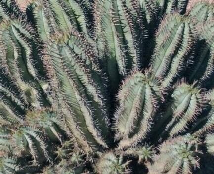 Euphorbia × inconstantia — houseplant care guide