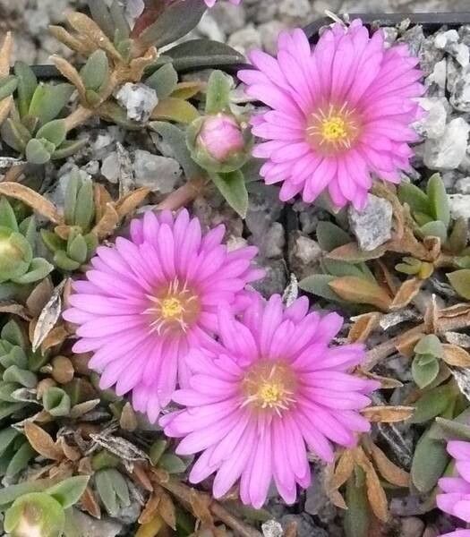 Delosperma obtusum habit