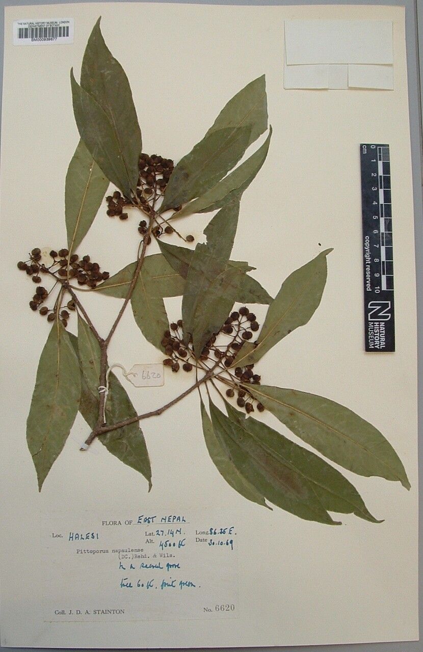 Pittosporum napaulense other