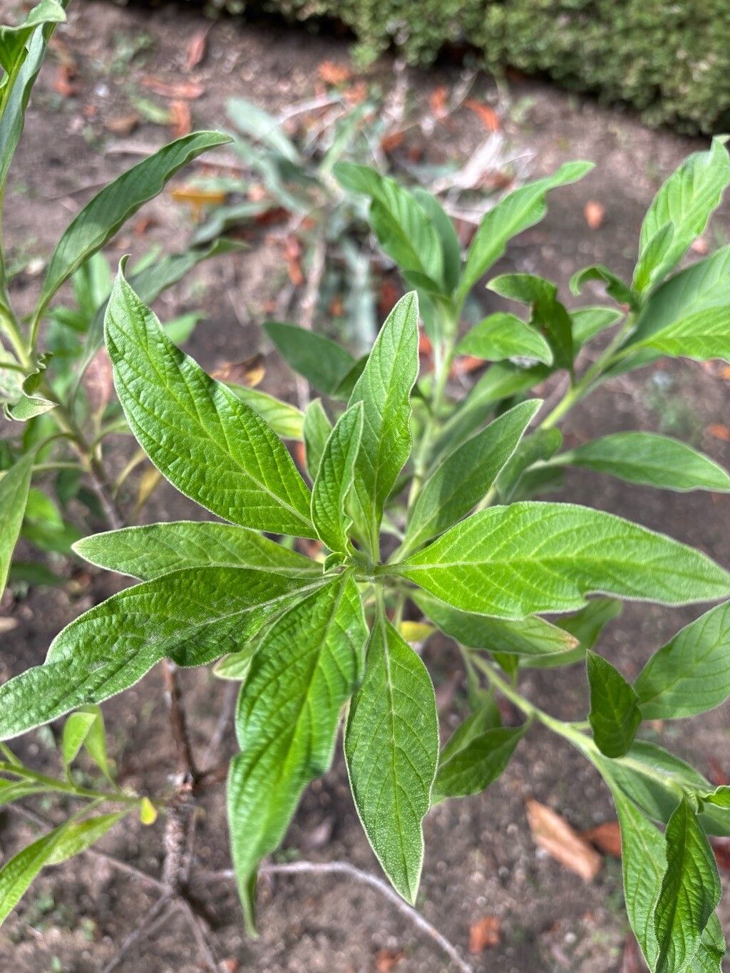 Echium handiense leaf