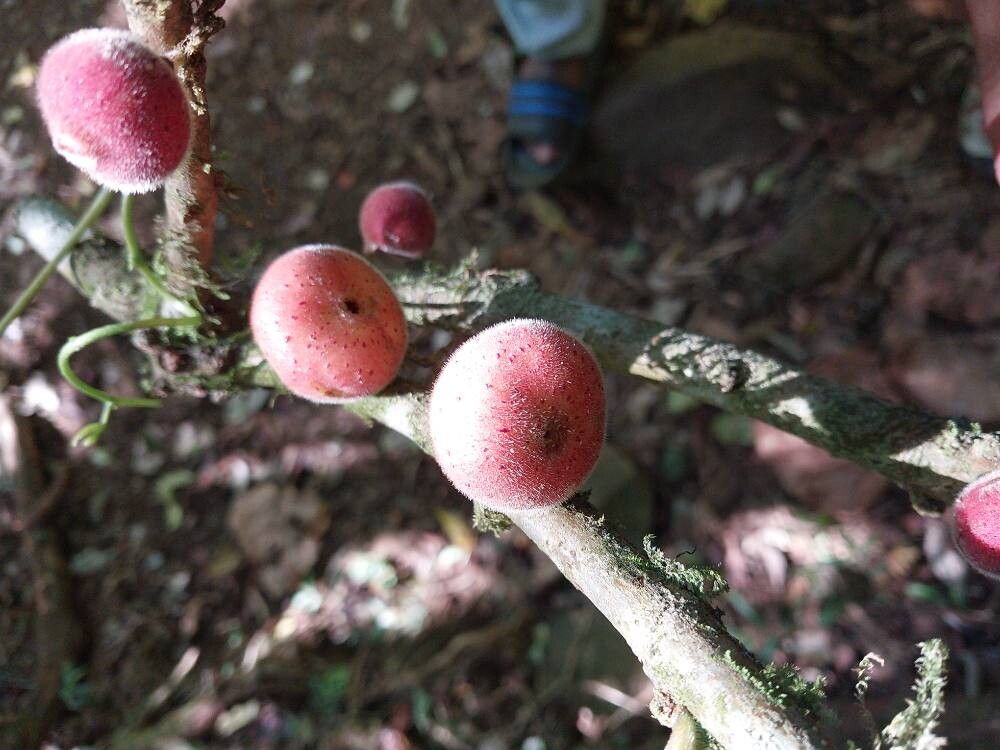 Ficus brachyclada fruit