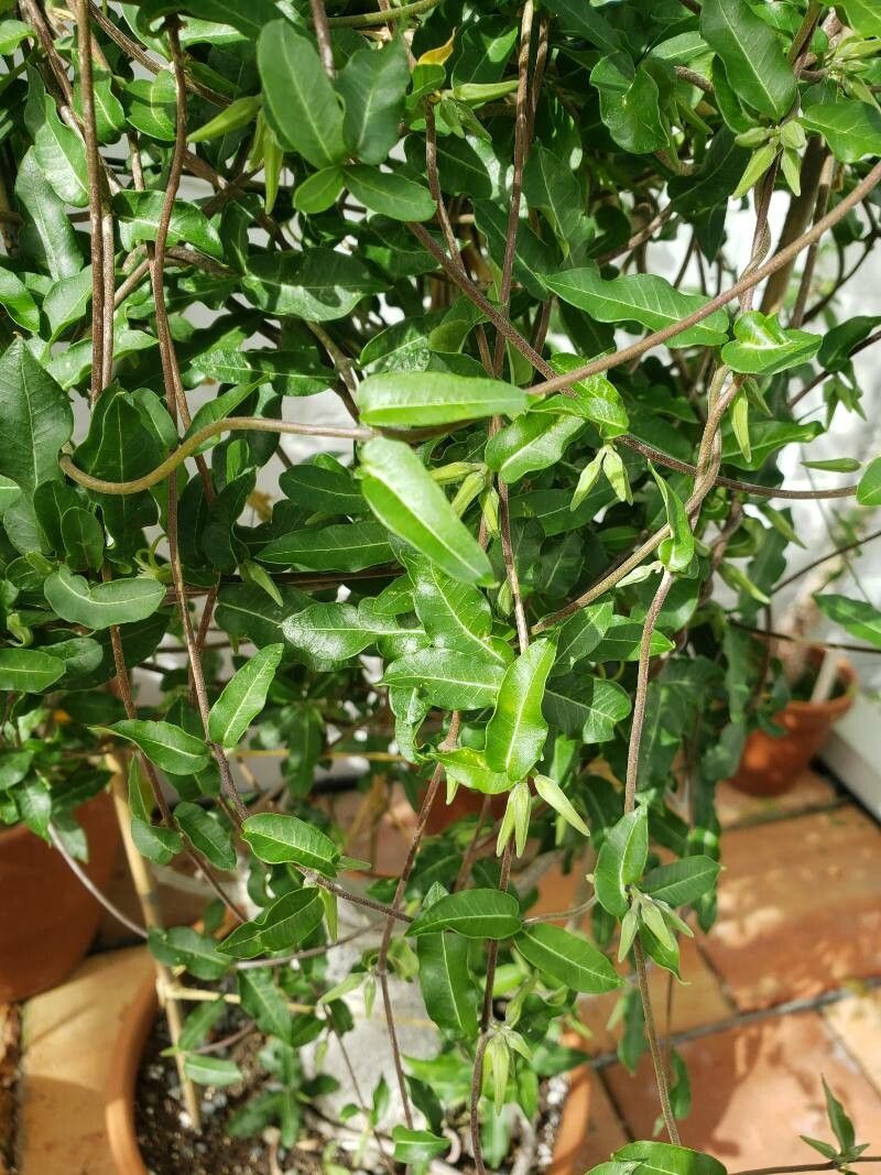 Fockea edulis — search result for 'Namibia'