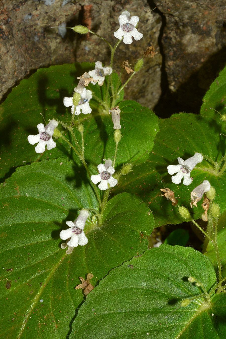 Streptocarpus capuronii flower