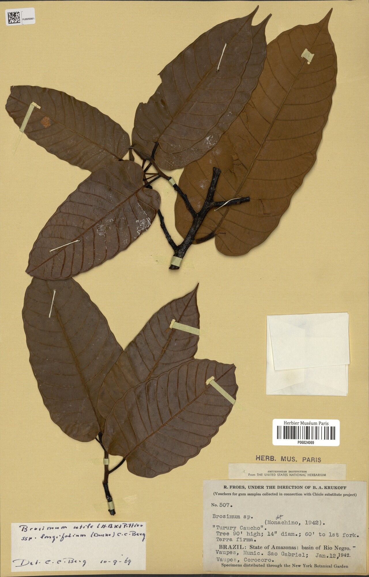 Brosimum longifolium leaf