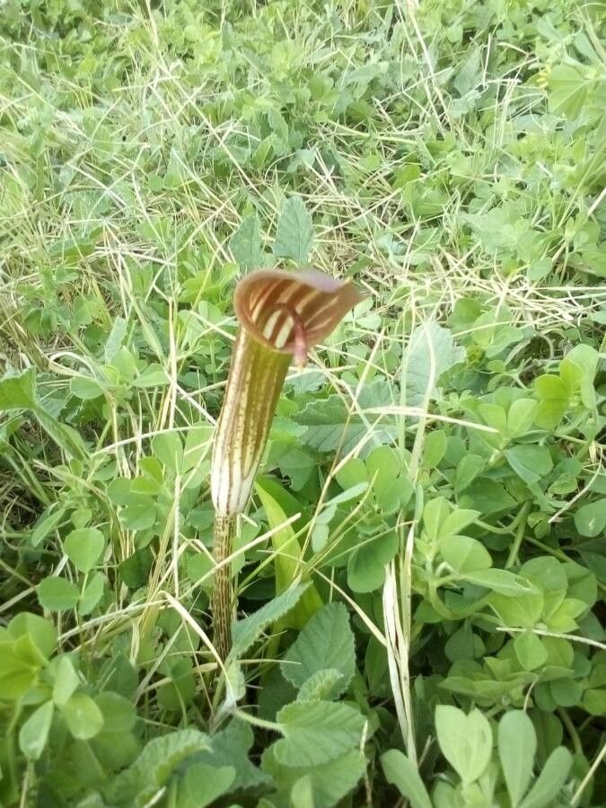 Arisarum vulgare flower
