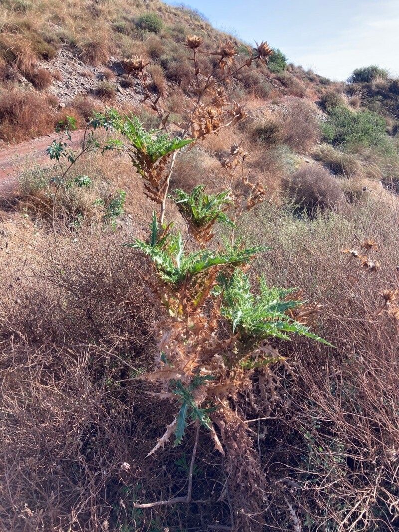 Carthamus arborescens habit