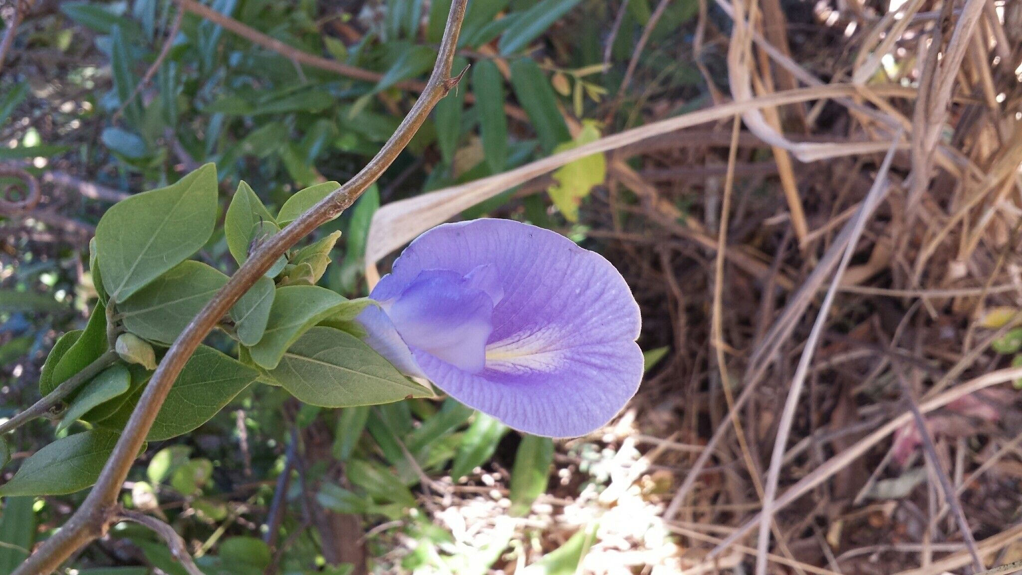 Clitoria lasciva — houseplant care guide