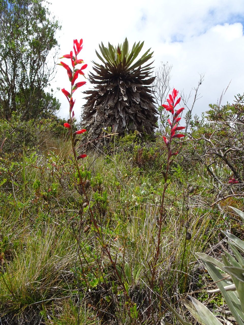 Castilleja integrifolia habit