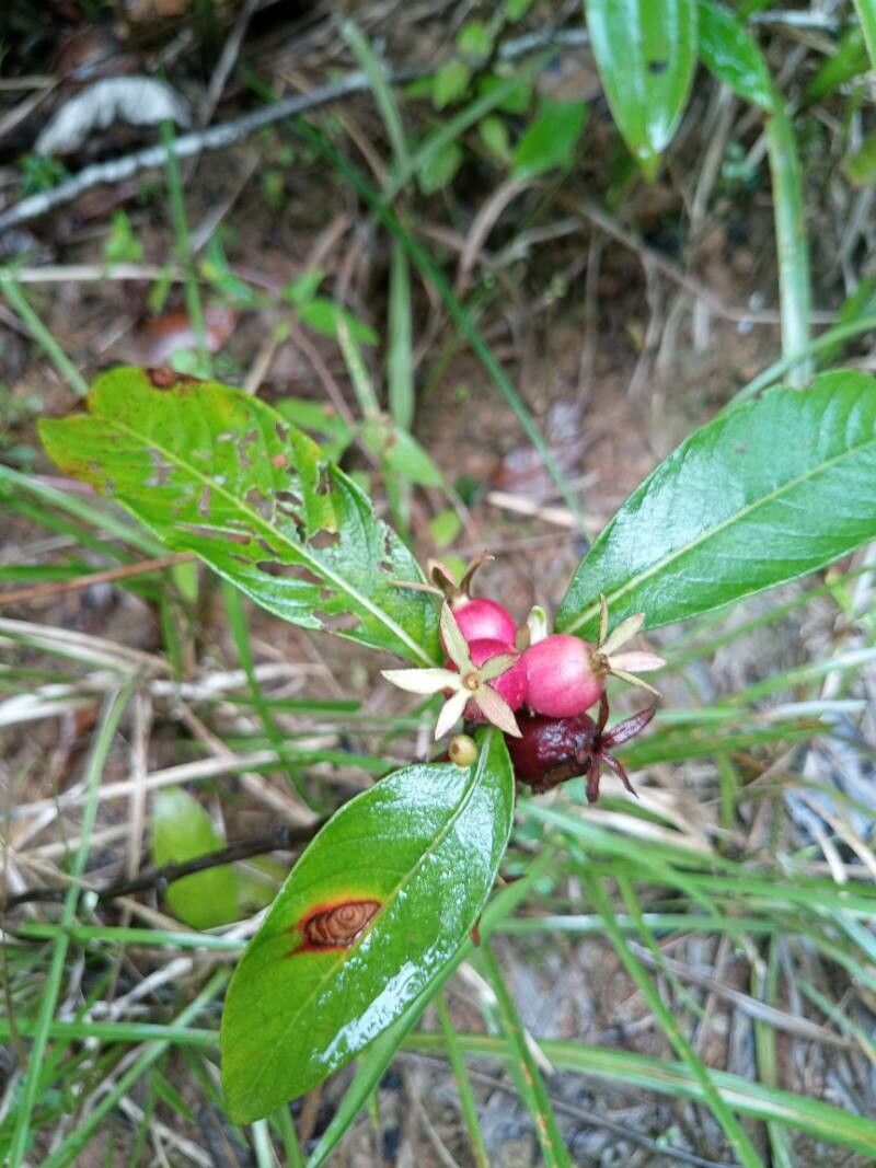 Sabicea cinerea — houseplant care guide