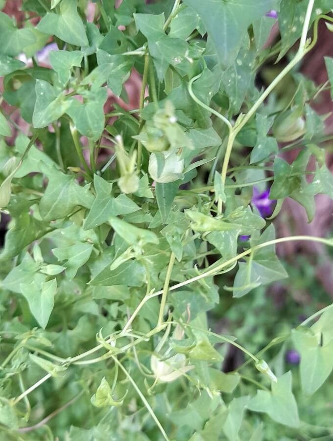 Maurandya antirrhiniflora — related species from the same genus